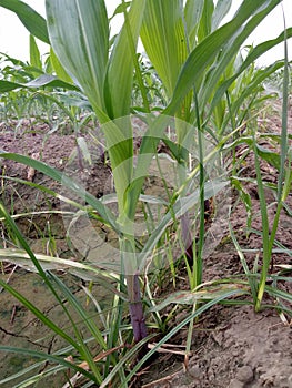 MaizeÃÂ & x28;/meÃÂªz/ÃÂ MAYZ;ÃÂ Zea Mays; Young Stalks photo